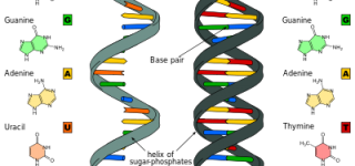 【東方】血統設定、霊夢の両親や2人の宇佐見の関係が明かされる事があるとすれば絶対に最終作なんだろうな…