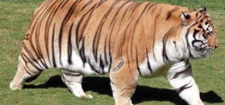 [東方]太った寅丸星「ナズーリン夕飯はまだですか？」