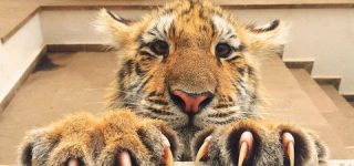 [東方]寅丸星「ナズー外食しに行きましょうよー」