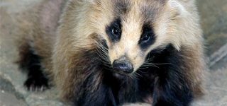 【東方】文ちゃんのご飯