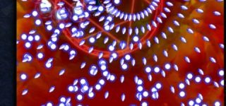 [東方]別に難しいわけじゃないのにすごく苦手な弾幕