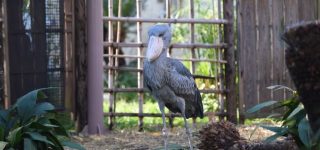 【東方】今後登場しそうな動物系キャラを予想してみない？