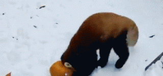 [東方]猛獣ぬえとマミゾウ