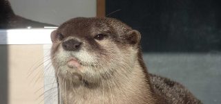 【東方】人気投票反省会を始めます。吉弔様をトップに押し上げられなかった原因は何なのかしっかり考えましょう