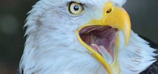 [東方]オオワシ霊「えっ！？うちの組長の同人誌を来月の紅楼夢と冬コミと来年2月の鬼形獣オンリーに！？」