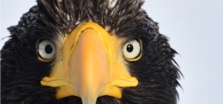 【東方】俺は未来視が出来るオオワシ霊。未来で発売されてる剛欲の内容を見たけど誰も信じないよなコレ　※ネタバレ注意