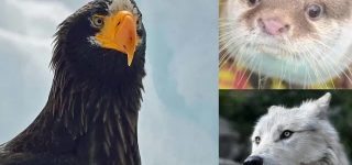 【東方】正式リリースされたから言わせてもらうがインテリヤクザの称号は鹿マニア龍モドキより無駄な争いを徹底的に避ける饕餮様こそがふさわしいのは自明の理ではなかろうか？