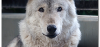 【東方】もしかして動物霊で一番キャラ薄いの俺達？