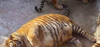 [東方]ナズーリン お雑煮のお餅は5個入れてください