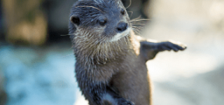 【東方】吉弔様と驪駒様は仲が悪いから実現しないと思うけど、セッ●スしたらどっちが受けでどっちが攻めなんです？