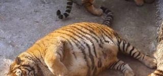 [東方]寅丸星「ナズーリン　昨日は水炊きでヘルシーだったので今日はすき焼きでいいですよ」