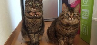 [東方]古明地姉妹にしてください