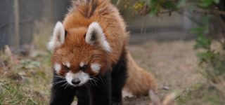 ãæ±æ¹ãæãã®éµºã¡ãã