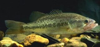 [東方]幻想郷にブラックバス放流したら駆逐されるのか繁殖するのか